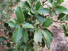 Quercus coccifera