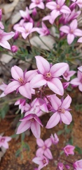 Boronia fastigiata