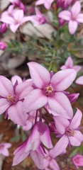 Boronia fastigiata