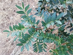 Pistacia lentiscus