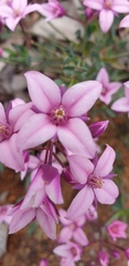 Boronia fastigiata
