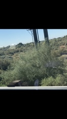 Parkinsonia aculeata