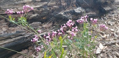 Boronia fastigiata