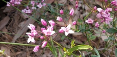 Boronia fastigiata