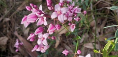 Boronia fastigiata
