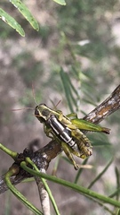 Paraidemona