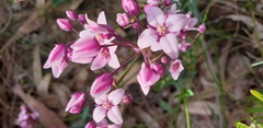 Boronia fastigiata