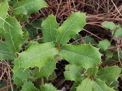 Quercus coccifera