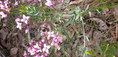 Boronia fastigiata
