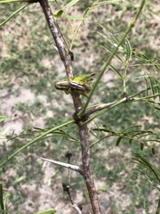 Paraidemona