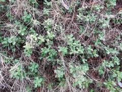 Quercus coccifera