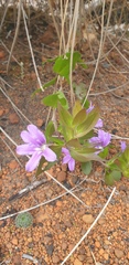 Scaevola platyphylla
