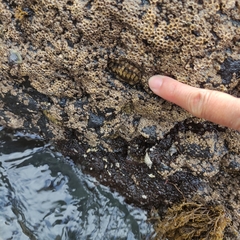 Sypharochiton pelliserpentis