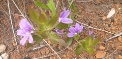 Scaevola platyphylla