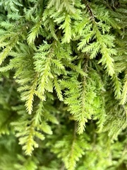 Dendroalsia abietina