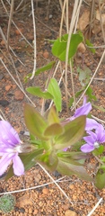 Scaevola platyphylla