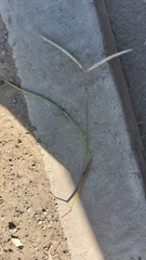 Dichanthium aristatum