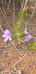 Scaevola platyphylla