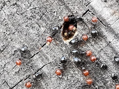 Crematogaster scutellaris