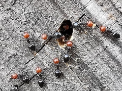 Crematogaster scutellaris