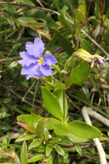 Dampiera stricta