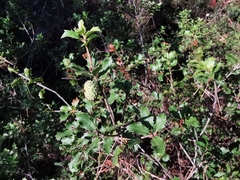 Quercus coccifera