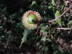 Quercus coccifera