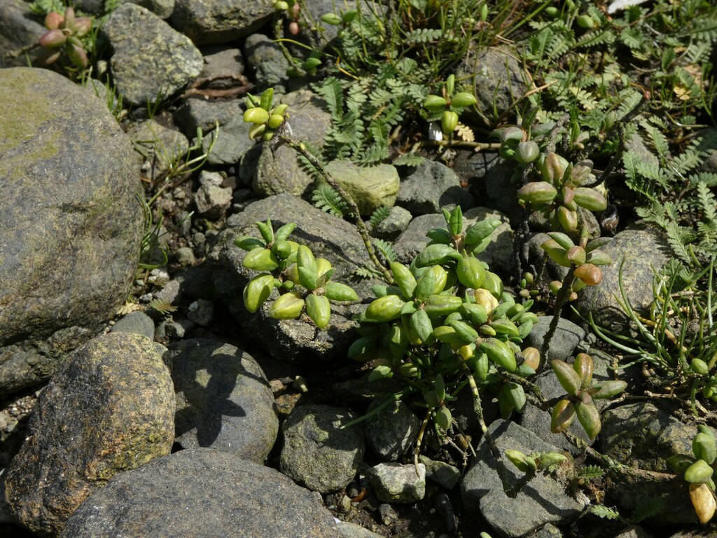 Polygonum delfini