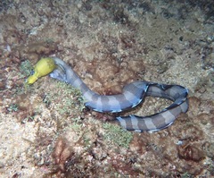 Gymnothorax rueppelliae