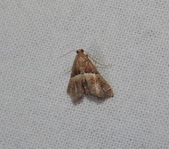 Endotricha consobrinalis