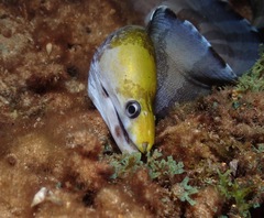 Gymnothorax rueppelliae