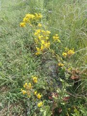 Senecio subcanescens
