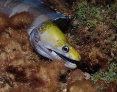 Gymnothorax rueppelliae