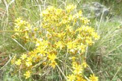 Senecio subcanescens