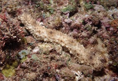 Holothuria pervicax