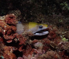 Gymnothorax rueppelliae