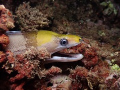 Gymnothorax rueppelliae