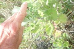 Senecio subcanescens