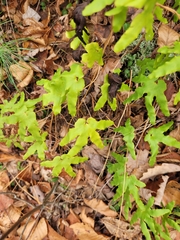 Lygodium palmatum