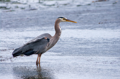 Ardea herodias fannini