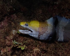 Gymnothorax rueppelliae