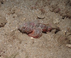 Scorpaenidae