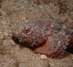 Scorpaenidae