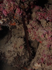 Aulostomus chinensis