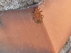 Urochela quadrinotata