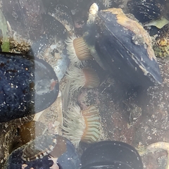 Anthothoe albocincta
