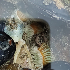 Anthothoe albocincta