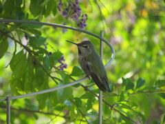 Calypte anna
