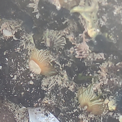 Anthothoe albocincta