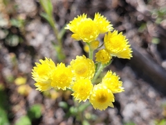 Hyalosperma